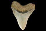 Fossil Megalodon Tooth - North Carolina #147532-2